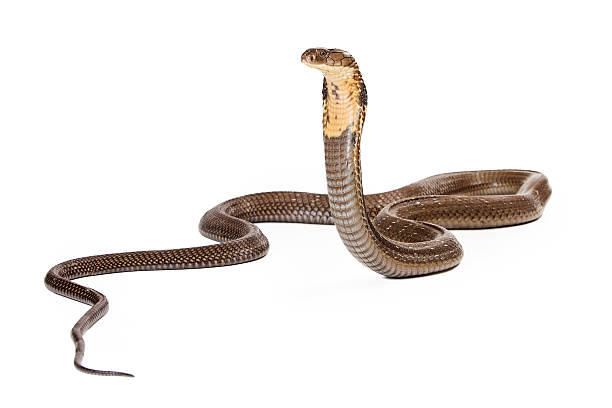 King Cobra Snake Looking to the Side King cobra - The world's longest venomous snake. Commonly found in the forests of India and Southeast Asia. Isolated on white. Looking to the side. ophiophagus hannah stock pictures, royalty-free photos & images