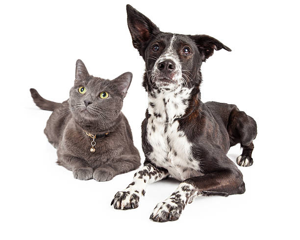 istock Dog and Cat Laying Looking Up 475321602