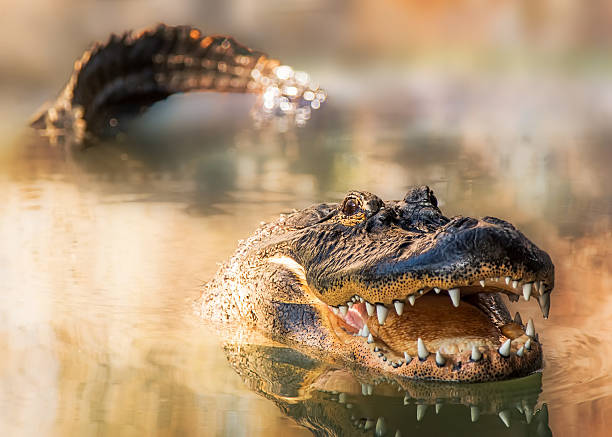 istock Alligator in water with teeth and tail showing 475321648