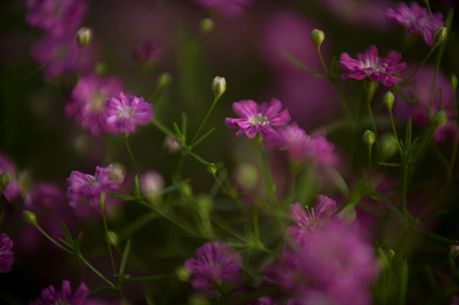 tiny purple flowers