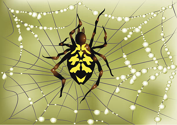 ilustraciones, imágenes clip art, dibujos animados e iconos de stock de spider en web - spider trapped vector dew