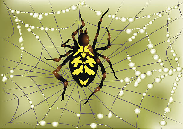 ilustrações, clipart, desenhos animados e ícones de aranha na web - spider trapped vector dew