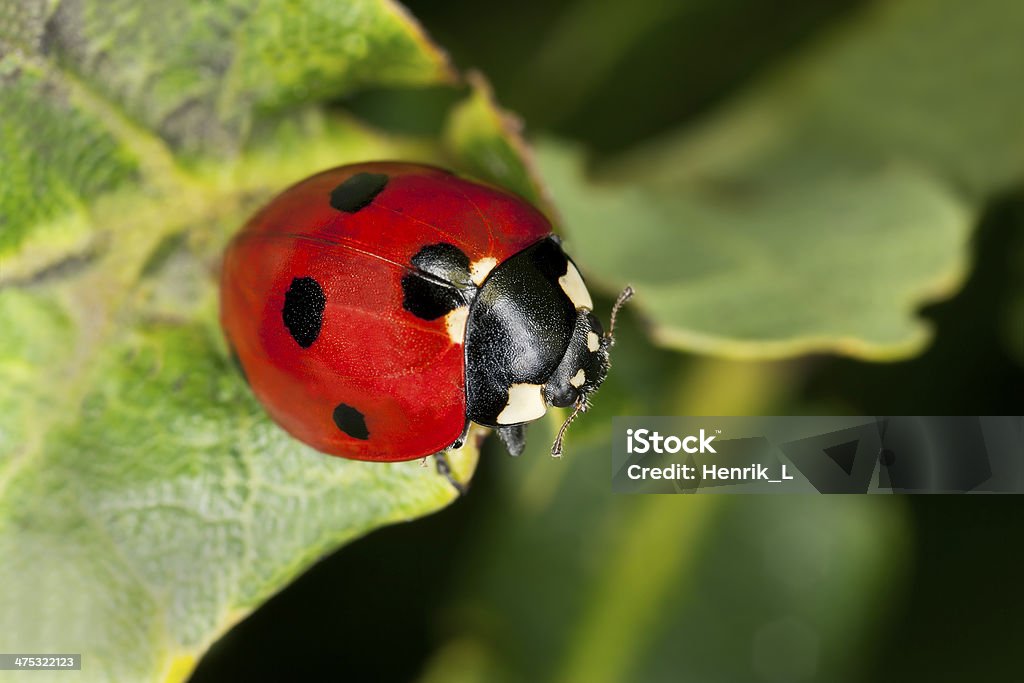 7- Ort, Coccinella septempunctata Marienkäfer auf Blatt, Makro Foto - Lizenzfrei Blatt - Pflanzenbestandteile Stock-Foto