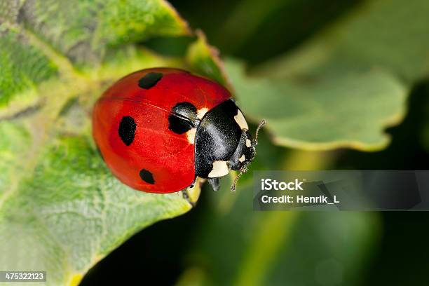 Punto 7 Coccinella Septempunctata Mariquita On Leaf Macro De Fotos Foto de stock y más banco de imágenes de Aire libre