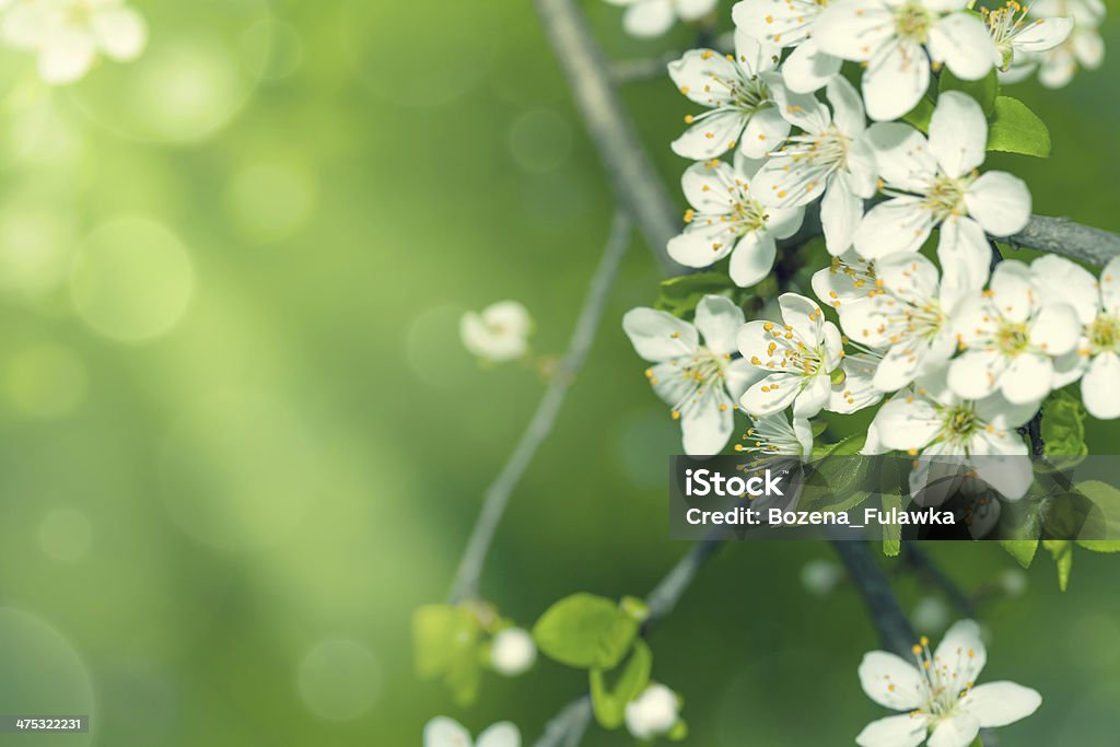 Spring Flowers Spring background with white plum flowers. Copy space Backgrounds Stock Photo