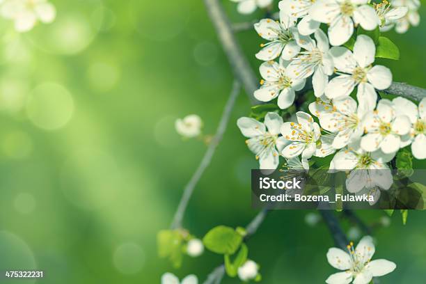 Spring Flowers Stock Photo - Download Image Now - Backgrounds, Beauty In Nature, Blossom