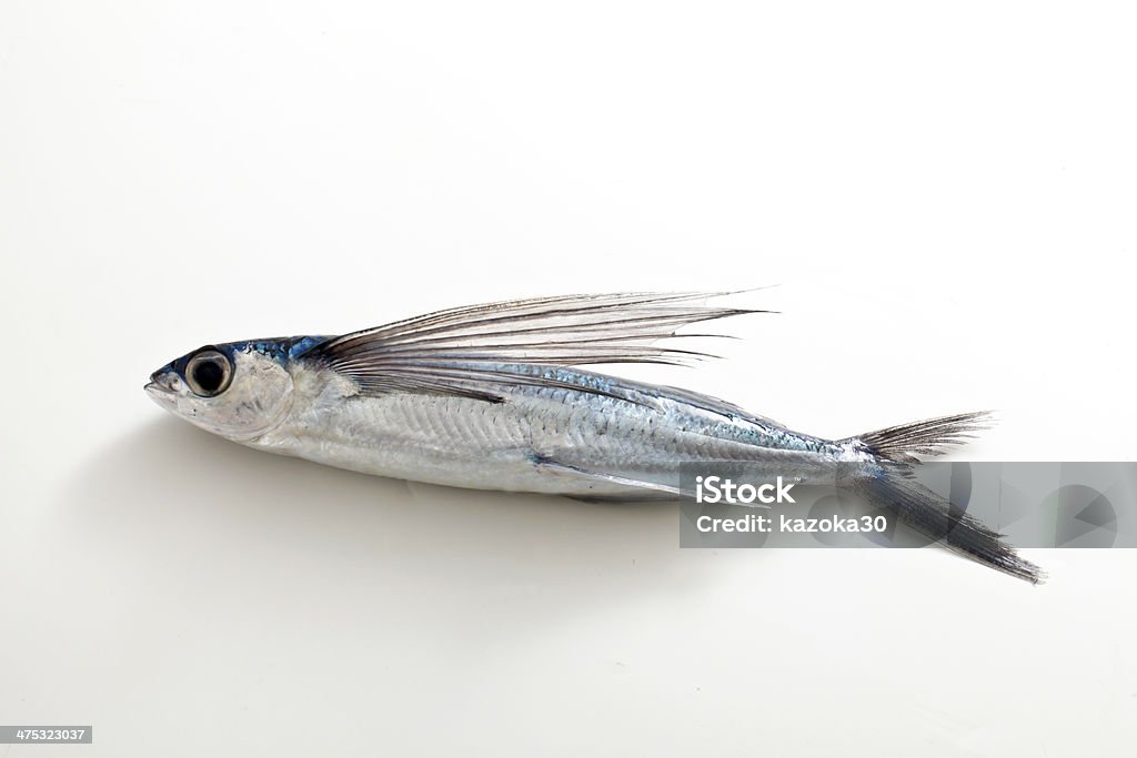 Flying Fish Stock Photo - Download Image Now - Flying Fish, Animal, Cichlid  - iStock