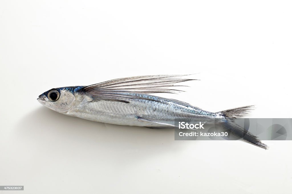 Flying Fish Stock Photo - Download Image Now - Flying Fish, Animal, Cichlid - iStock Flying Fish Stock Photo - Download Image Now - Flying Fish, Animal, Cichlid - iStock