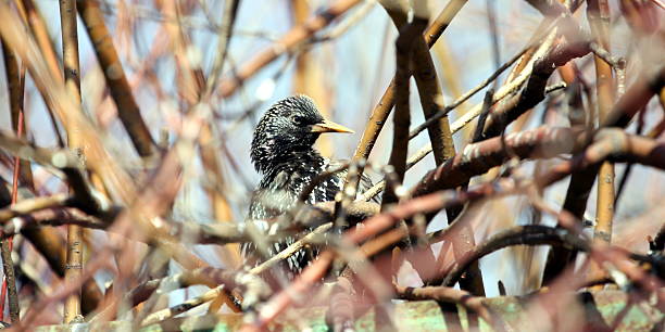 Common starling stock photo