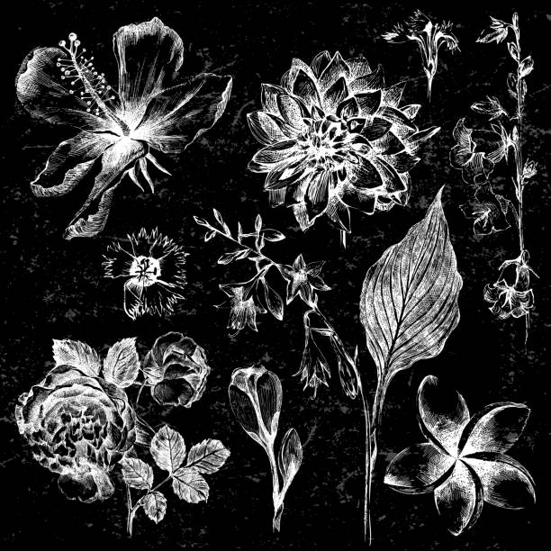 Set of hand drawn flowers collection of 7 highly detailed hand drawn flowers on black background hosta plants pics stock illustrations