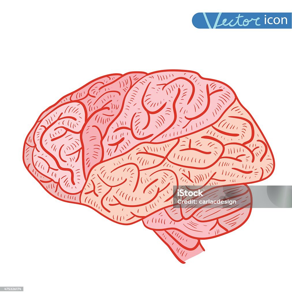 Human brain icon, vector illustration. 2015 stock vector