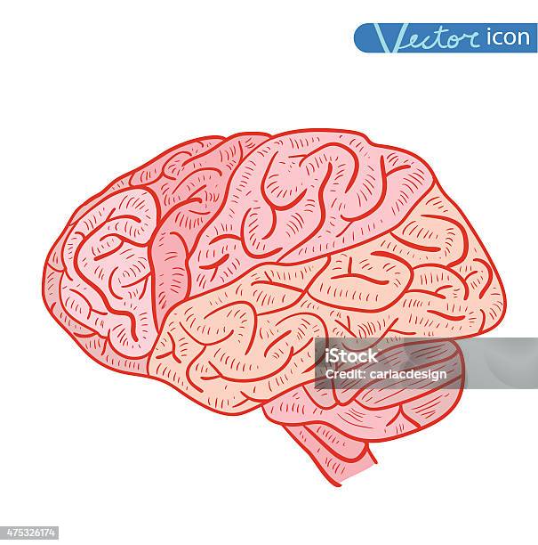Human Brain Icon Vector Illustration Stock Illustration - Download Image Now - 2015, Anatomy, Bar Code