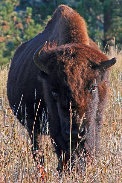istock Half horn Bison Buffalo Wind Cave National Park Black Hills 475327780