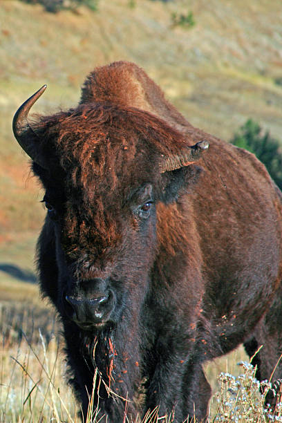 istock Half horn American Bison Buffalo Wind Cave National Park SD 475327786