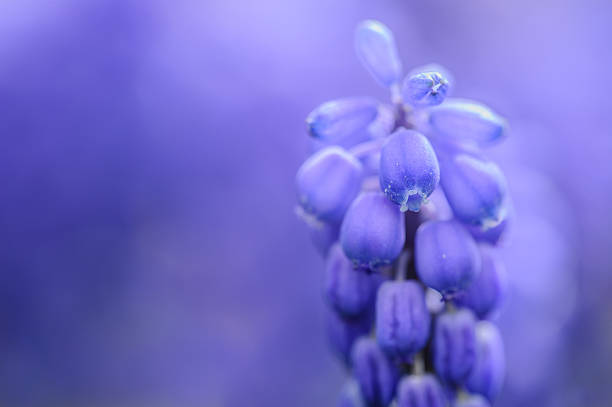 istock Muscari flower on blue background 475327932