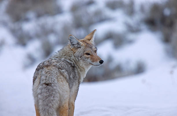 istock Yellowstone Park Wyoming Winter Snow coyote 475329083