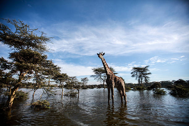 istock Young Giraffe in Lake Naivasha 475332471