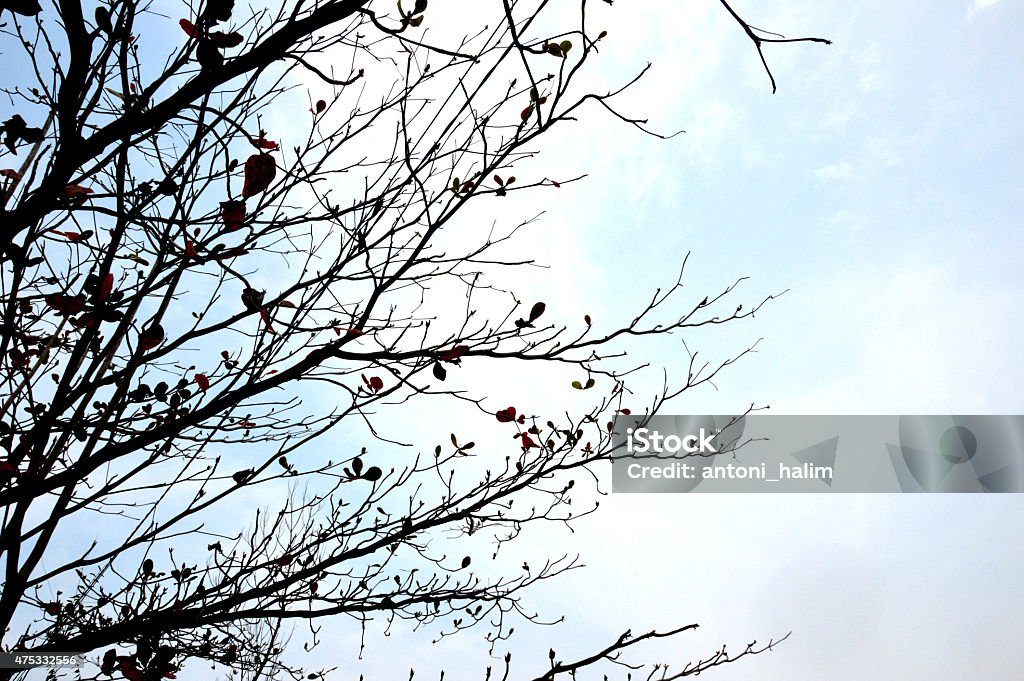 tree branch tree branch against the sky 2015 Stock Photo