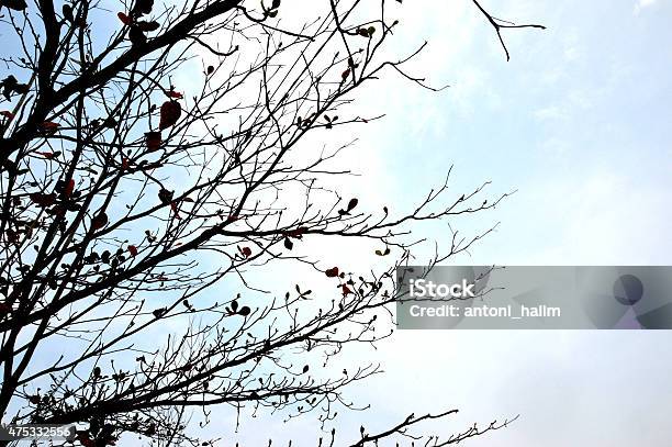 Tree Branch Stock Photo - Download Image Now - 2015, Abstract, Autumn