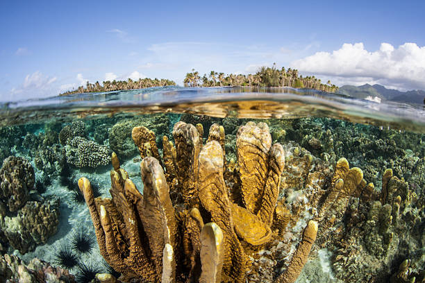 istock Fire Coral in French Polynesia 475332724