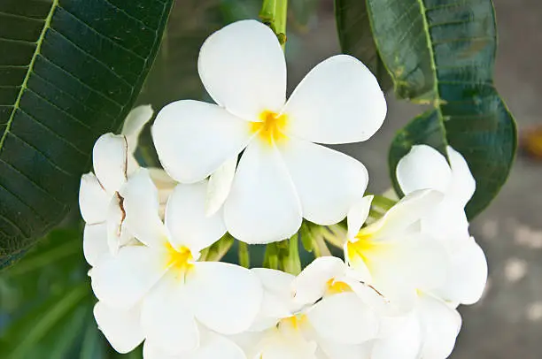 Beautiful white flower in thailand, Lan thom flower