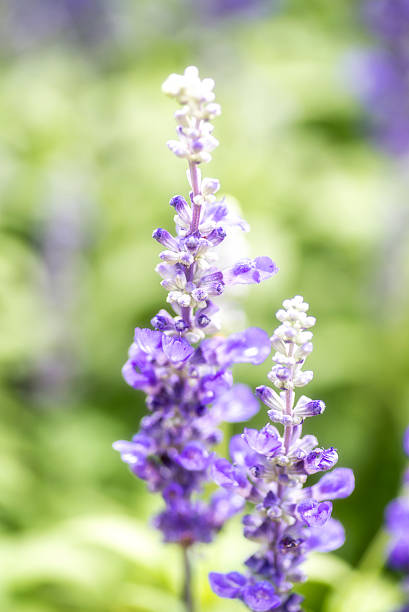 istock Lavender flowers in bloom 475333264