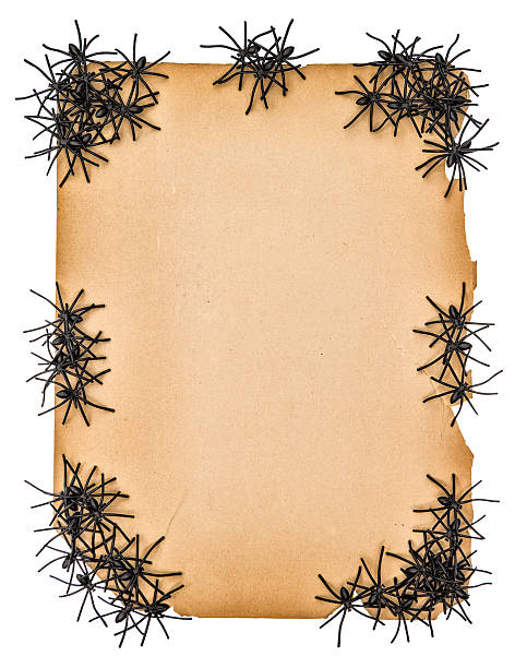 paper background with black spider. halloween concept