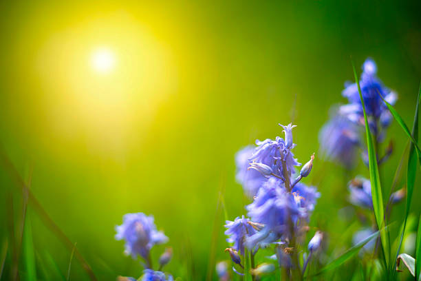 istock Morning in the Field  D810 475333918
