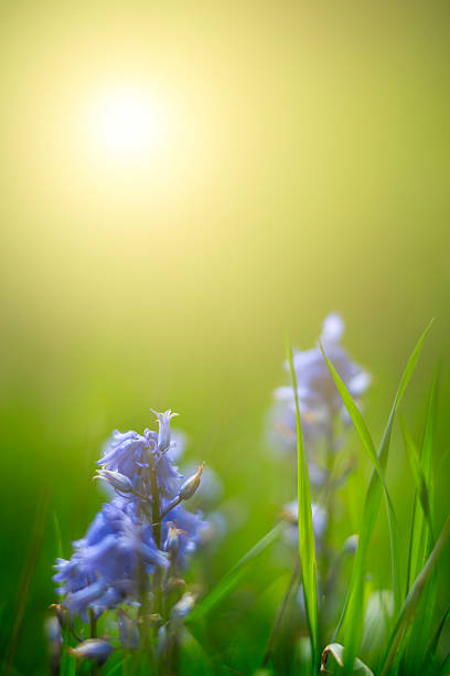 istock Moorning in the Field 475333936