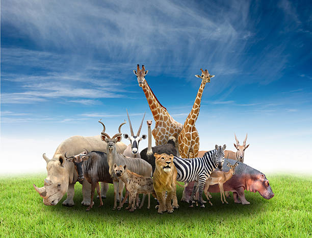 istock group of africa animals 475334294