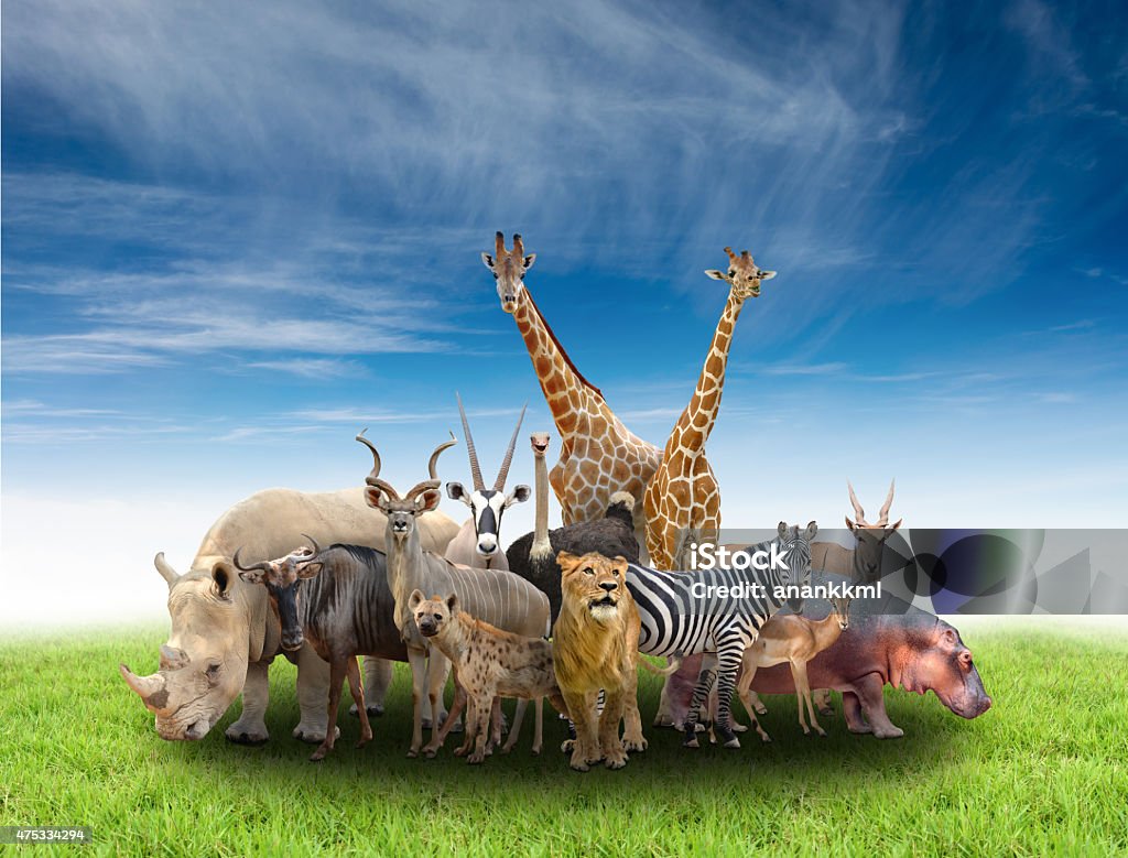 group of africa animals group of africa animals  with green grass and blue sky 2015 Stock Photo