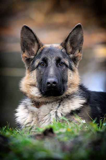 perro pastor alemán retrato - german sheppard fotografías e imágenes de stock