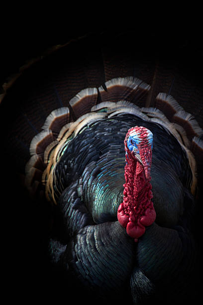 Male Tom Turkey Peers From The Shadows In Colorful Portrait stock photo