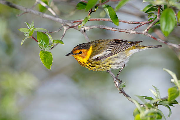 Male Cape May Warbler Male Cape May Warbler perched on a tree branch - Ohio wood warbler phylloscopus sibilatrix stock pictures, royalty-free photos & images