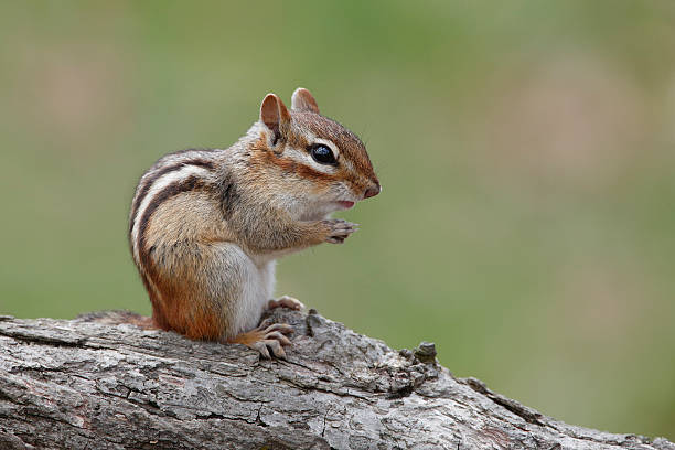 Eastern Chipmunk Sitting on a Fallen Log Eastern Chipmunk (Tamias striatus) Sitting on a Fallen Log - Ontario, Canada eastern chipmunk photos stock pictures, royalty-free photos & images