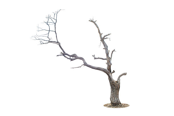 Dead tree isolated on white background stock photo