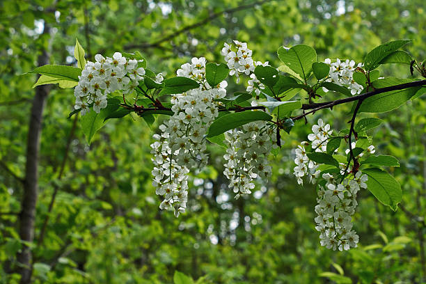 istock Blossoming branch of bird cherry. 475340710