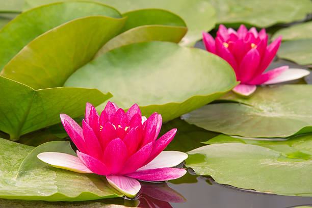 istock Closeup Lotus flower 475341040
