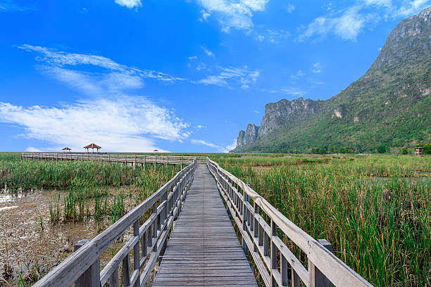istock The pathway and swamp at Thailand. 475341120