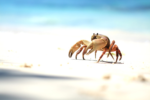 The  Crab on the Beach