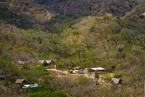 istock Agua Blanca Comune in Machalilla National Park, Ecuador 475341826