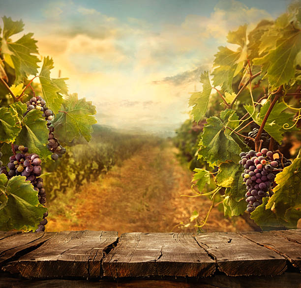 vignoble de design - sunlit grapes photos et images de collection