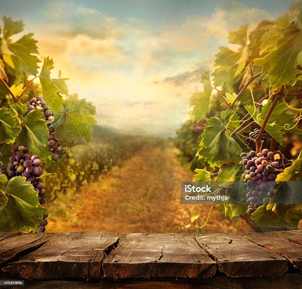 Vineyard design Vineyard tabletop design. Wine background. Autumn design with vineyard and empty display.  Autumn grapes harvest Vineyard Stock Photo