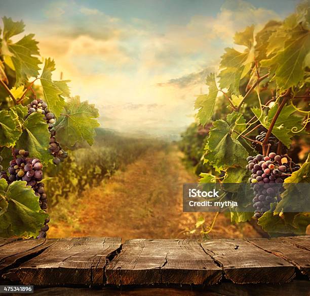 Vineyard Design Stock Photo - Download Image Now - Vineyard, Wine, Backgrounds