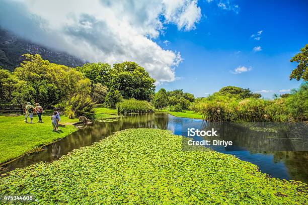 Jardines De Kirstenbosch Foto de stock y más banco de imágenes de Jardines Botánicos de Kirstenbosch - Jardines Botánicos de Kirstenbosch, Jardín Botánico, Ciudad del Cabo