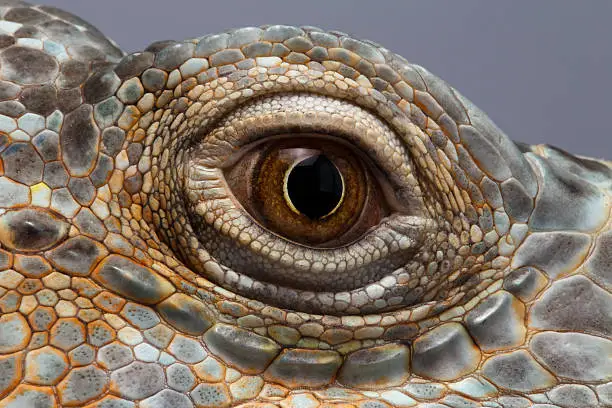 Photo of Closeup Eye of Green Iguana