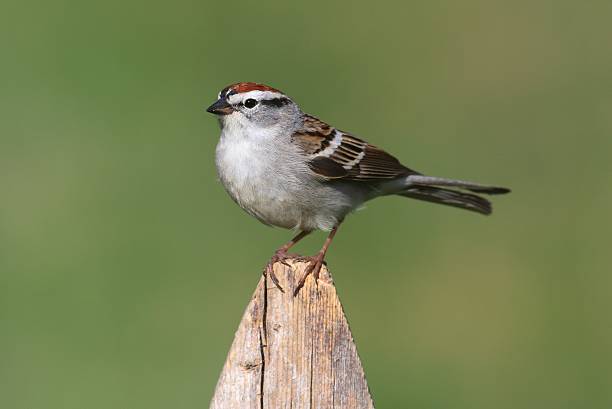 istock Sparrow on a perch with a colorful background 475347818