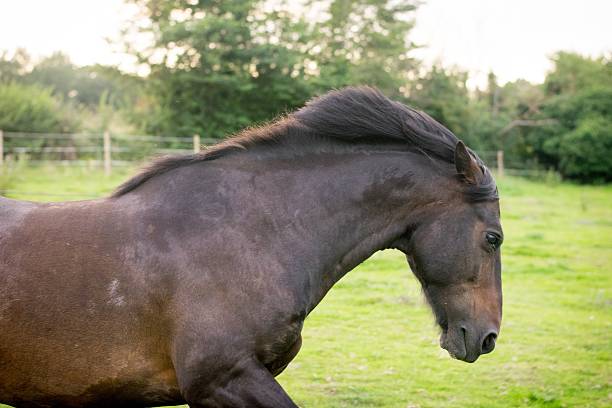 Horse on the meadow