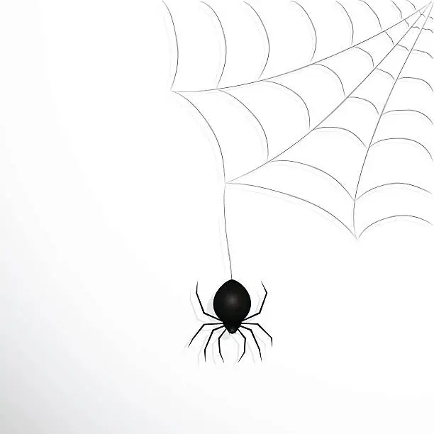 Vector illustration of Spider web and spider.