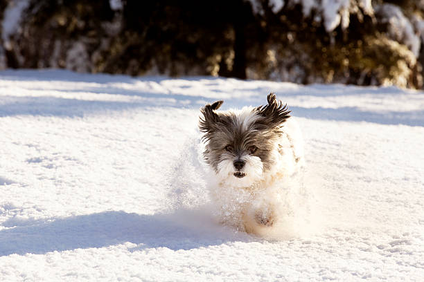 istock Shih-tzu in the snow 475350314